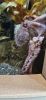 PICTURES/Oregon Coast Aquarium - Newport/t_Octopus3.jpg